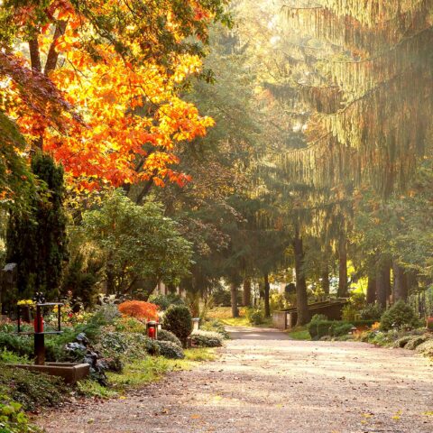 Blumenhaus_menke_bochum_grabflege_blumen